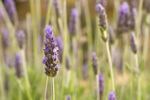 Purple lavender flowers used in the Biossentials Lavender Collection